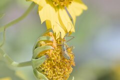 Zelus renardii