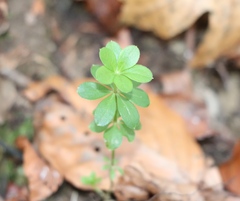 Galium sylvaticum