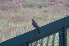 Turdus mandarinus
