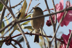 Phylloscopus canariensis