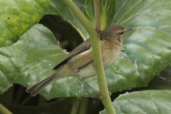 Phylloscopus canariensis