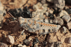 Sphingonotus rubescens