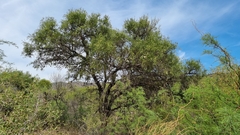 Aspidosperma