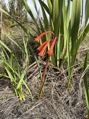 Cyrtanthus angustifolius