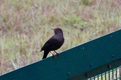 Turdus mandarinus