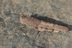 Sphingonotus rubescens