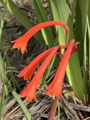 Cyrtanthus angustifolius