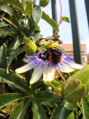 Xylocopa augusti