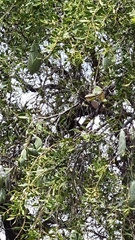 Aspidosperma