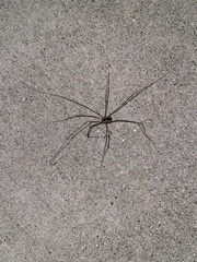 Leuronychus pacificus