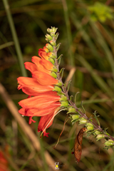 Lamourouxia multifida