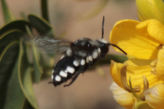 Melecta curvispina