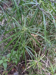 Cyperus alternifolius