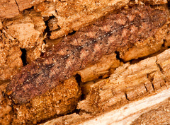 Pechipogo strigilata