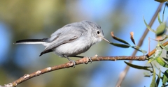 Polioptila