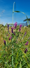 Vicia villosa