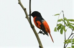 Pericrocotus speciosus