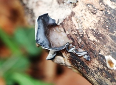 Auricularia auricula-judae