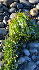 Phyllospadix scouleri