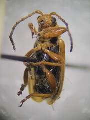 Phyllobrotica decorata