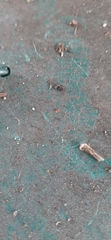 Acariformes