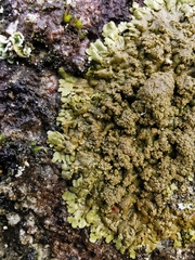 Xanthoparmelia verruculifera