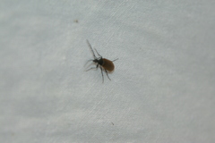 Pseudocistela ceramboides