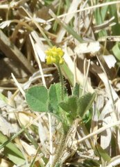Medicago lupulina