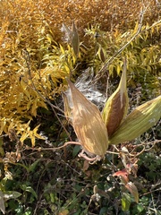 Asclepiadeae
