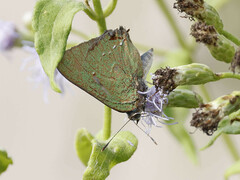 Cyanophrys miserabilis
