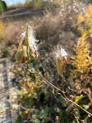 Asclepiadeae