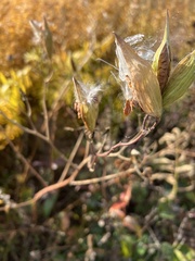 Asclepiadeae