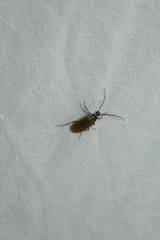 Pseudocistela ceramboides