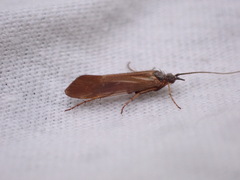 Limnephilus auricula