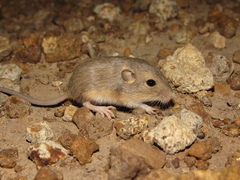 Perognathus