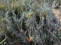 Senecio flaccidus