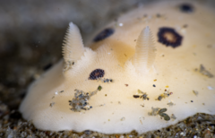 Diaulula sandiegensis