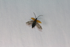 Pseudocistela ceramboides