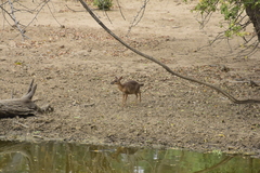Nesotragus moschatus