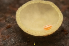 Acariformes