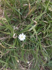 Hypochaeris albiflora