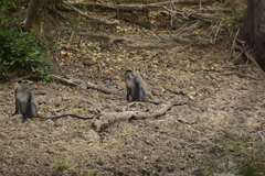 Cercopithecus mitis