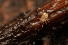 Acariformes