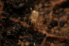Acariformes