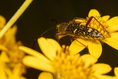 Ochraethes sulphurifer