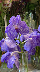 Vanda