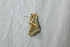 Habrosyne pyritoides