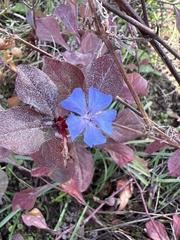 Ceratostigma plumbaginoides
