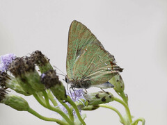 Cyanophrys miserabilis