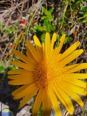 Berkheya barbata